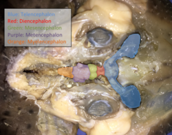 Regions of a Chondrichthyes brain colored and labeled on dissected skate. The rostral end of the skate is to the right.