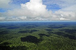 The Amazon rainforest near Manaus, Brazil
