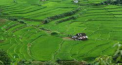 A paddy field in Bandpey, northern Iran