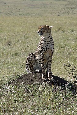 A Tanzanian cheetah.