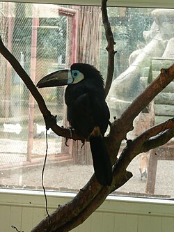 Ramphastos vitellinus at the Gaziantep Zoo