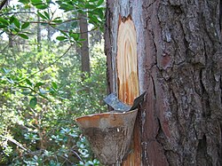 Resin being collected by tapping a pine tree
