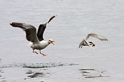 Kleptoparasitic western gull chasing an elegant tern