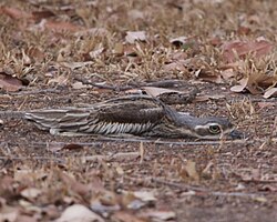 Bush stone-curlew