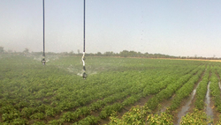 Overirrigation because of poor distribution uniformity in the furrows. Potato plants were oppressed and turned yellow