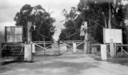 Gate in the Rabbit Fence at Stanthorpe, Queensland, 1934