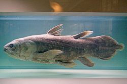 West Indian Ocean coelacanth
