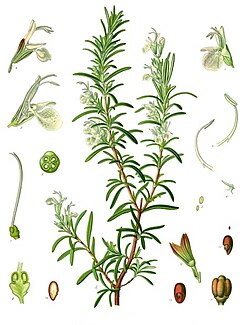 Illustration from Köhler's Medicinal Plants
