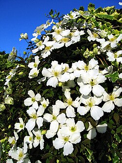 C. montana