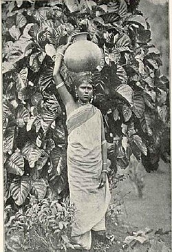 Indian Tamil worker at a tea plantation in Ceylon, The National Geographic Magazine, April 1907