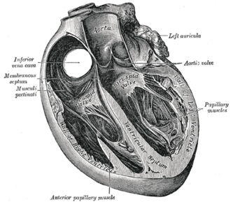 Heart section showing ventricles and ventricular septum