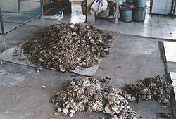 Mixed field coagula