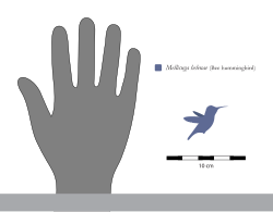 Size of Mellisuga helenae (bee hummingbird) – the world's smallest bird – compared to a human hand