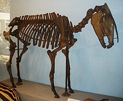 Skeleton in Natural History Museum, London