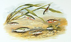 Three-spined stickleback (Gasterosteus aculeatus) males (red belly) build nests and compete to attract females to lay eggs in them. Males then defend and fan the eggs. Painting by Alexander Francis Lydon, 1879