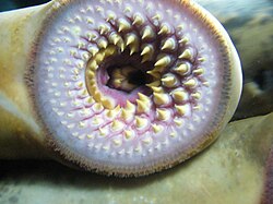 Mouth of a sea lamprey, Petromyzon marinus