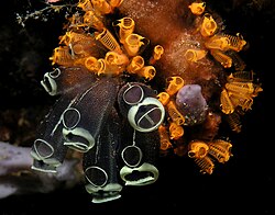 Clavelina robusta (black and white) and Pycnoclavella flava (orange) showing siphons