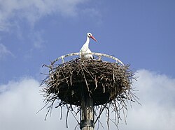 Alsatian stork