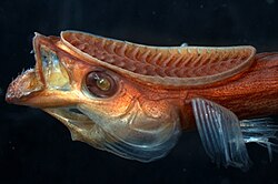 Remoras use their sucker-like organ to attach themselves to a larger animal and be carried about with it.