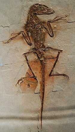 Fossil cast of an extensively feathered Sinornithosaurus specimen