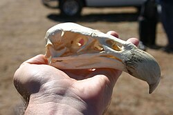A California condor skull