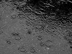 Puddle in the rain