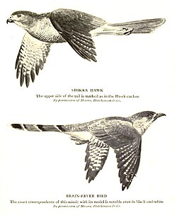 The hawk-cuckoo resembles a predatory shikra, giving the cuckoo time to lay eggs in a songbird's nest unnoticed