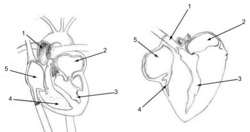 The human heart (left) and chicken heart (right) share many similar characteristics. Avian hearts pump faster than mammalian hearts. Due to the faster heart rate, the muscles surrounding the ventricles of the chicken heart are thicker. Both hearts are labeled with the following parts: 1. Ascending Aorta 2. Left Atrium 3. Left Ventricle 4. Right Ventricle 5. Right Atrium. In chickens and others birds, the superior cava is double.