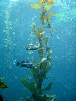 Kelp are autogenic ecosystem engineers, by building the necessary structure for kelp forests.