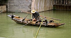 Cormorant fishing in Wuzhen Xizha, Zhejiang, China