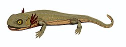 Discosauriscus, a neotenic seymouriamorph