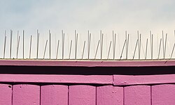 A market stall is covered with many thin bird spikes.