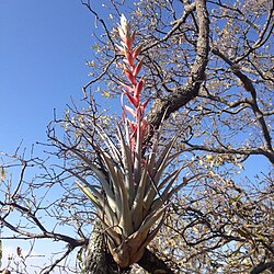 Inquilinism: Tillandsia bourgaei growing on an oak tree in Mexico