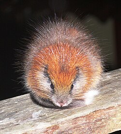 Spiny red-furred rat