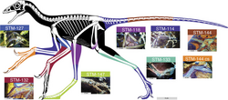 Skeletal restoration by Scott Hartman, 2017