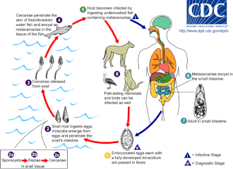 Life cycle of the digenean Metagonimus