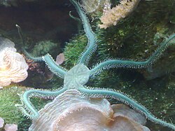 Green brittle star - Ophiarachna incrassata