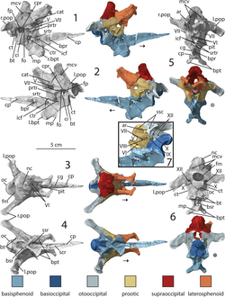 The braincase of Dilophosaurus, an extinct theropod dinosaur