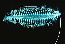 Tomopteris, a holoplanktic bioluminescence polychaete worm[87]