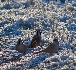 After a hard winter, a bearded reedling population can be greatly reduced