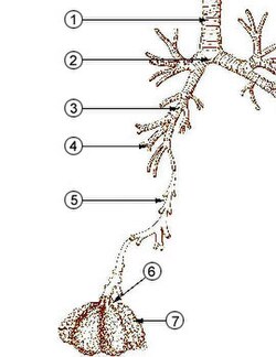 Fig. 2. The lower respiratory tract, or "Respiratory Tree"TracheaMainstem bronchusLobar bronchusSegmental bronchusBronchioleAlveolar ductAlveolus