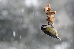 Eurasian blue tit eating peanuts from a string, Italy