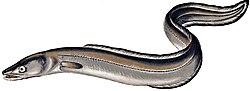 The European conger is the heaviest of all eels.