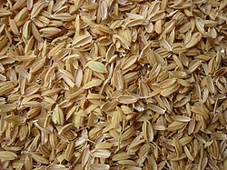 A collection of rice husks, an example of lignocellulosic biomass.
