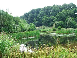 First trophic level. The plants in this image, and the algae and phytoplankton in the lake, are primary producers. They take nutrients from the soil or the water, and manufacture their own food by photosynthesis, using energy from the sun.