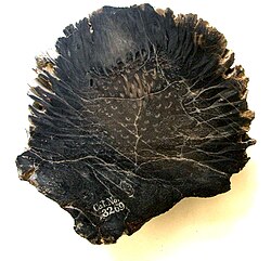 The inflorescences of the Bennettitales are strikingly similar to flowers, but evolved independently.