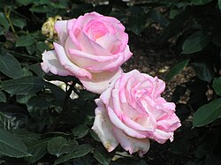Rosa 'Princesse de Monaco'