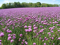 Field of chives