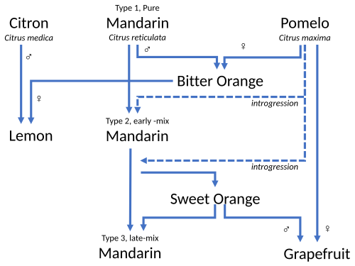 The grapefruit, like many cultivated Citrus species, is a hybrid, in its case of the sweet orange and pomelo.[29]