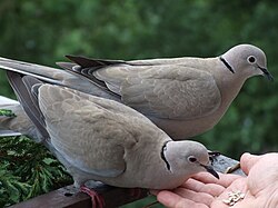 Originally restricted to Central and South Asia, the Eurasian collared dove (Streptopelia decaocto) has successfully colonised much of Eurasia through dispersal and establishment of new populations outside its original range.
